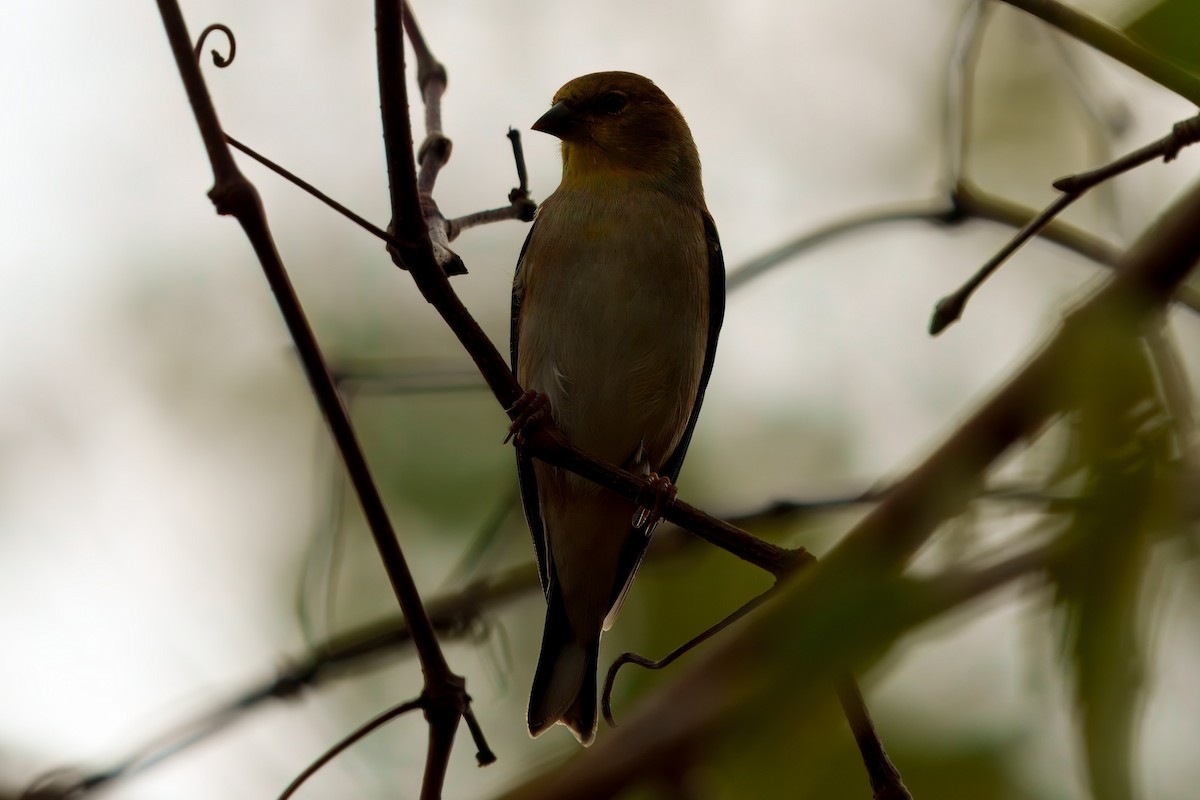 American Goldfinch - ML626381410