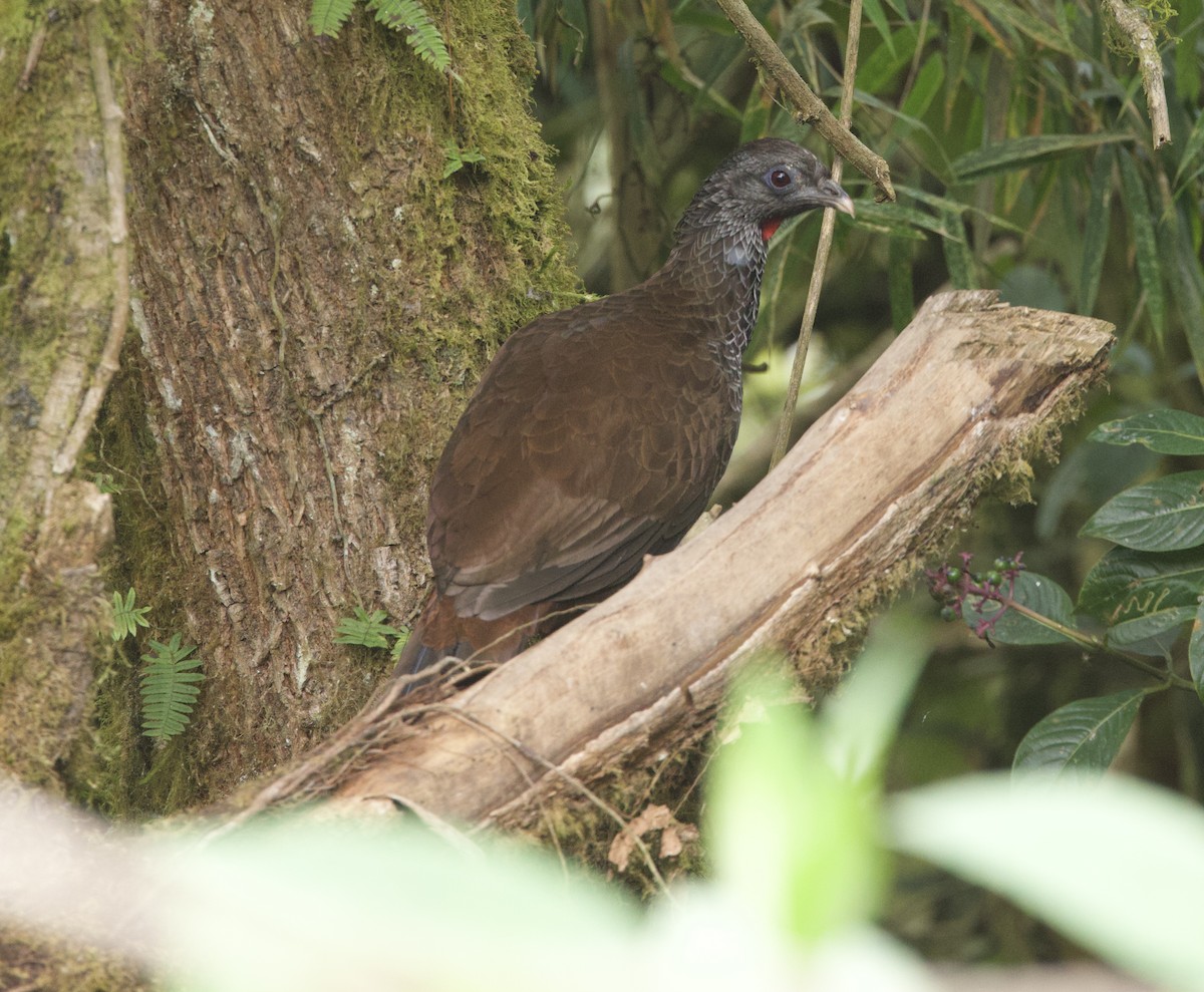 Andean Guan - ML626381418