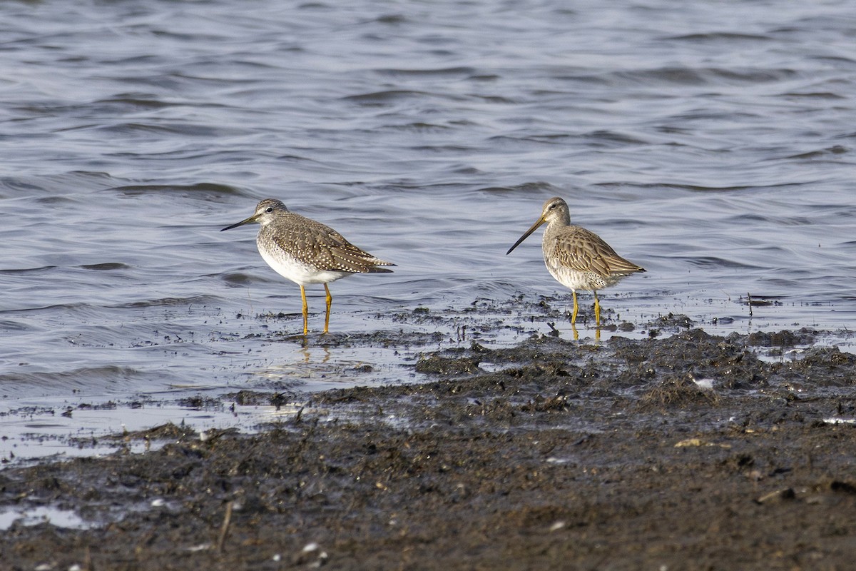 Tundraschlammläufer - ML626381482