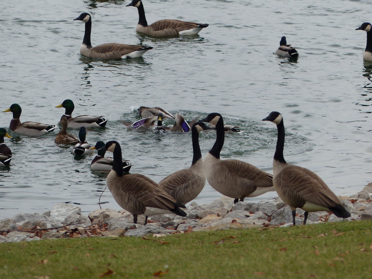 Canada Goose - ML626381546