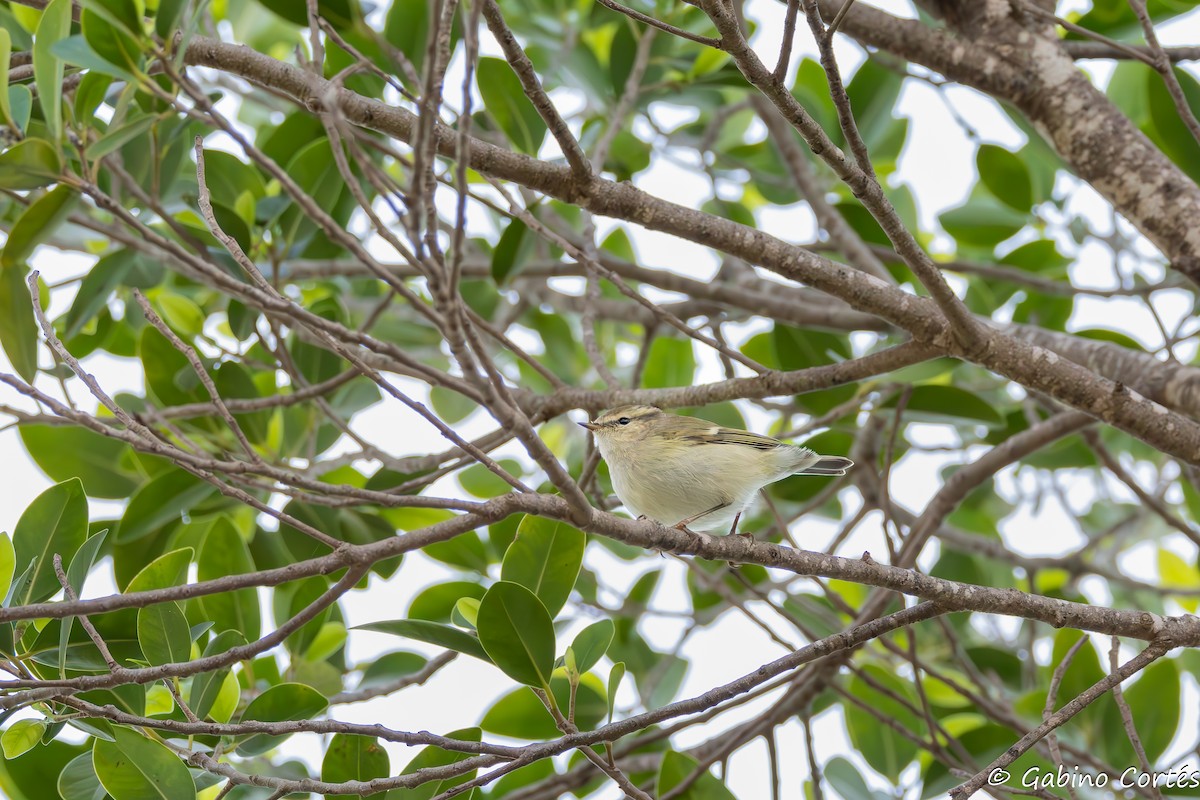 Hume's Warbler (Western) - ML626381602