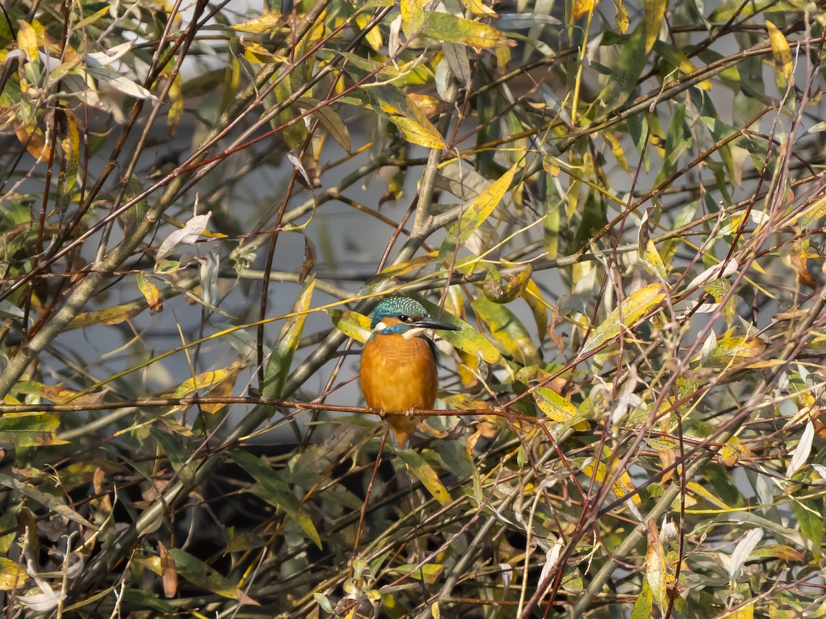 Common Kingfisher - ML626381914