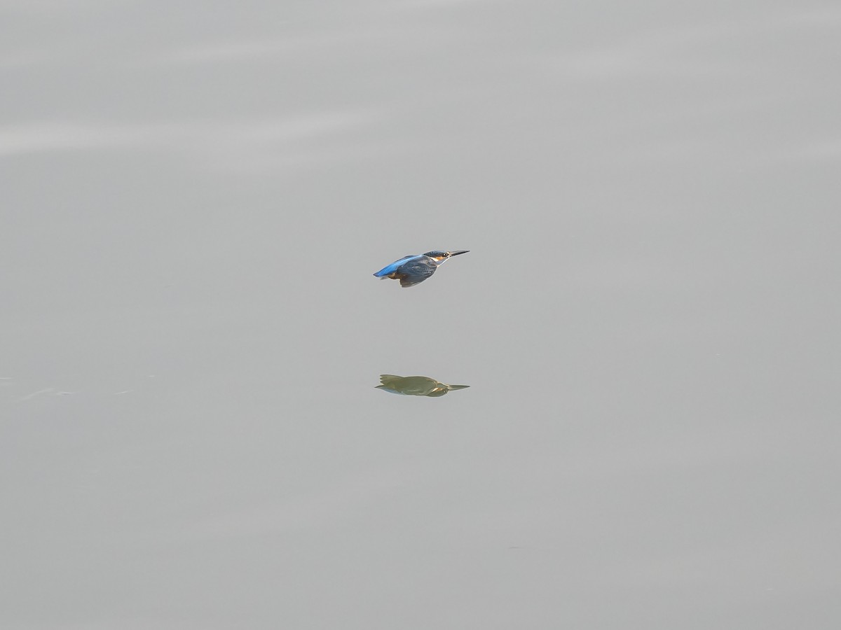 Common Kingfisher - ML626381920