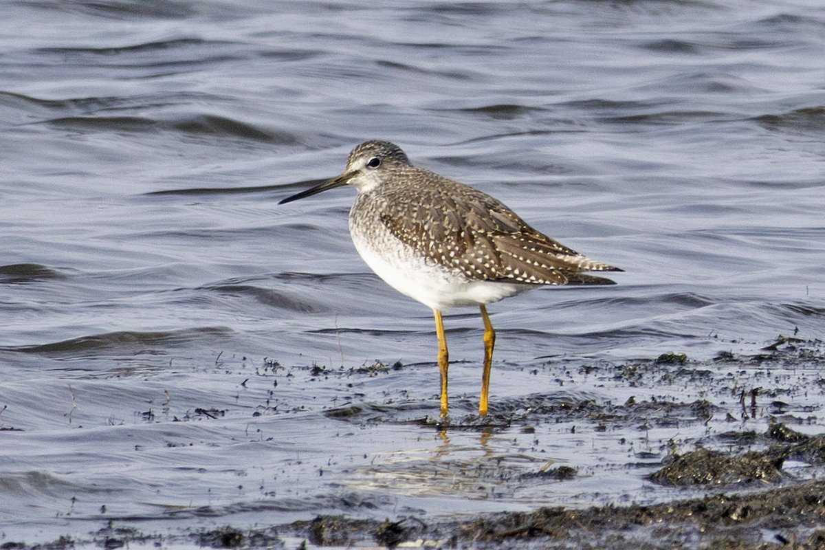 Tüpfelgelbschenkel - ML626382070