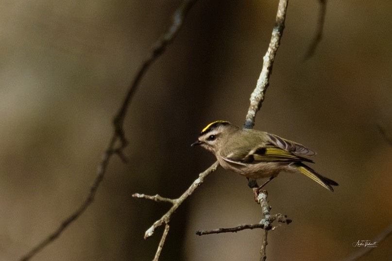 Golden-crowned Kinglet - ML626382229