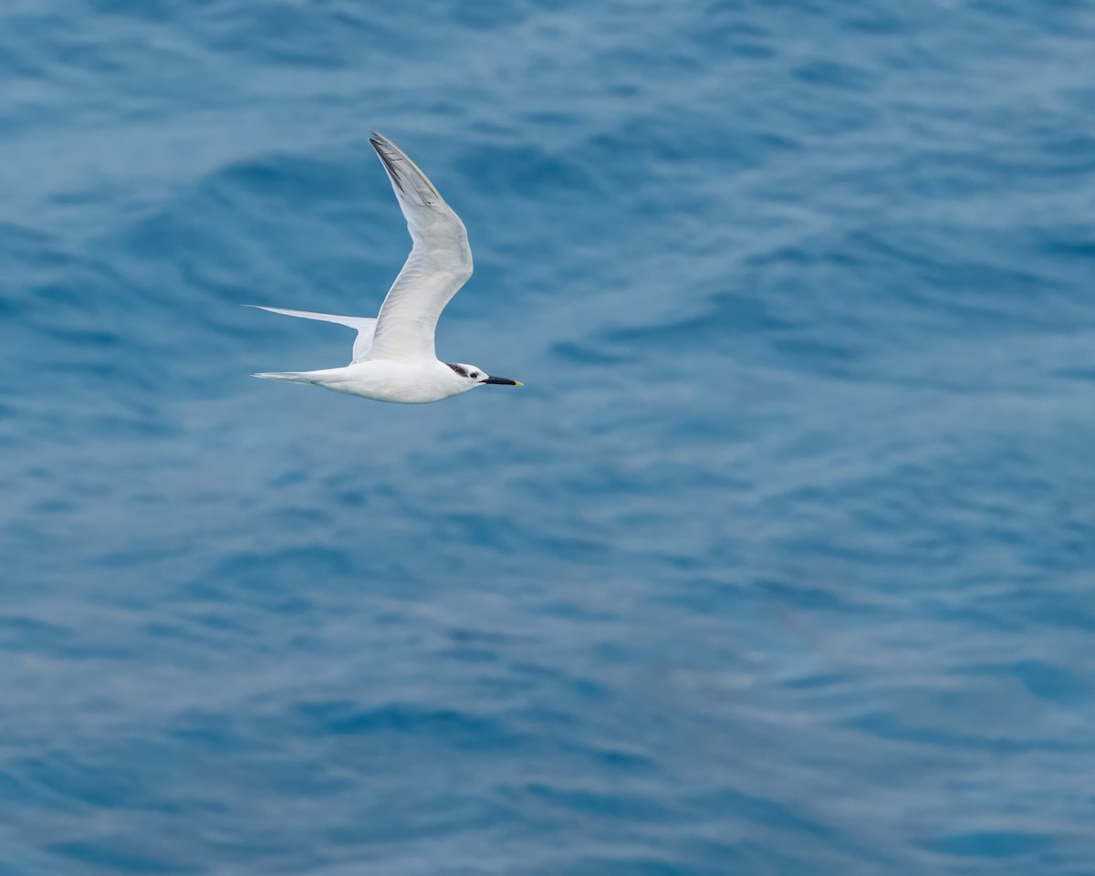 Sandwich Tern - ML626382310