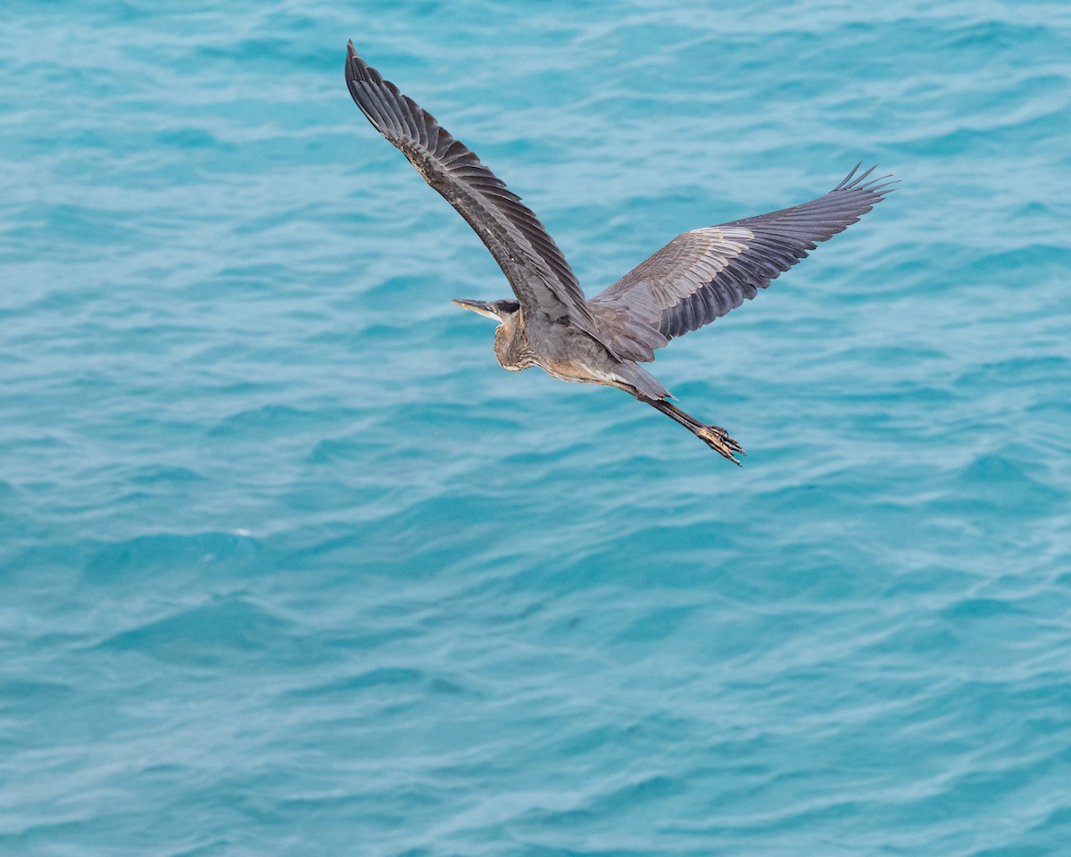 Great Blue Heron - ML626382318