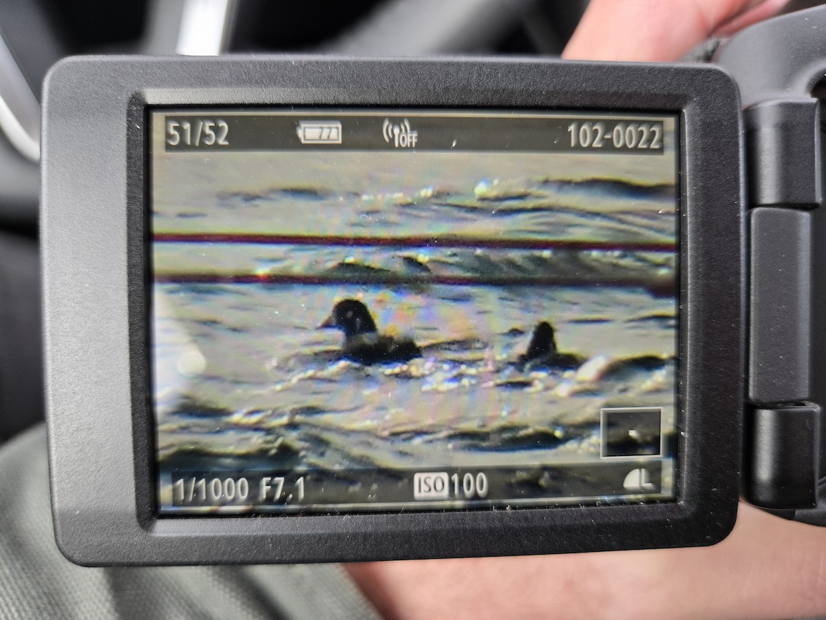 Harlequin Duck - ML626382347