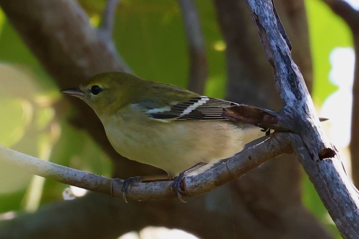 Bay-breasted Warbler - ML626382389