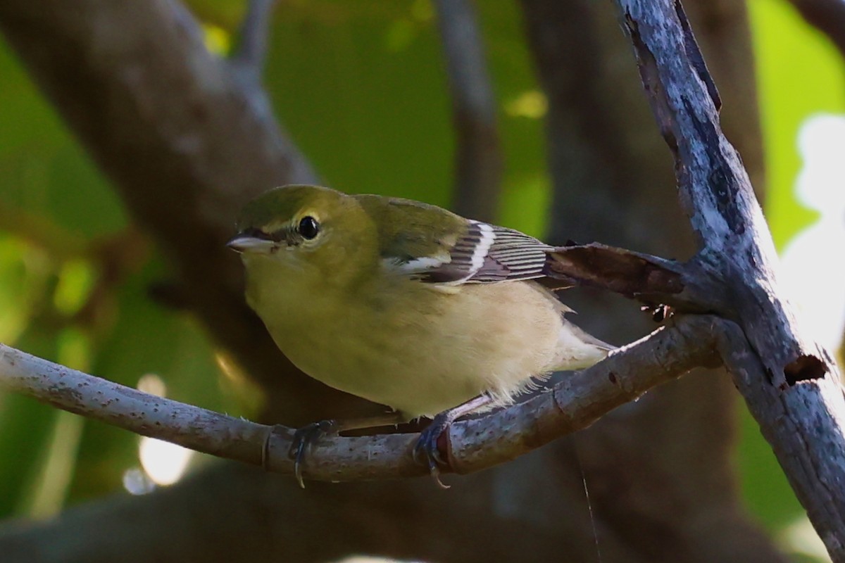 Bay-breasted Warbler - ML626382391