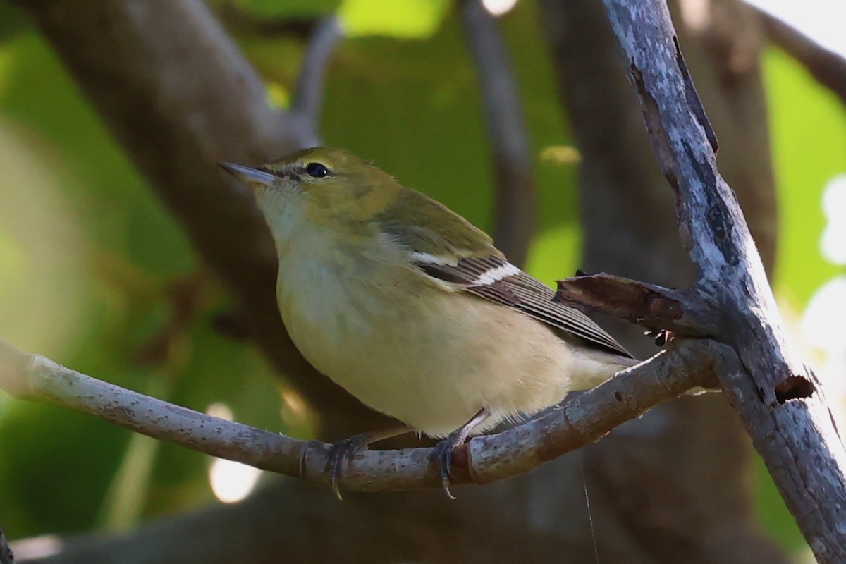 Bay-breasted Warbler - ML626382402