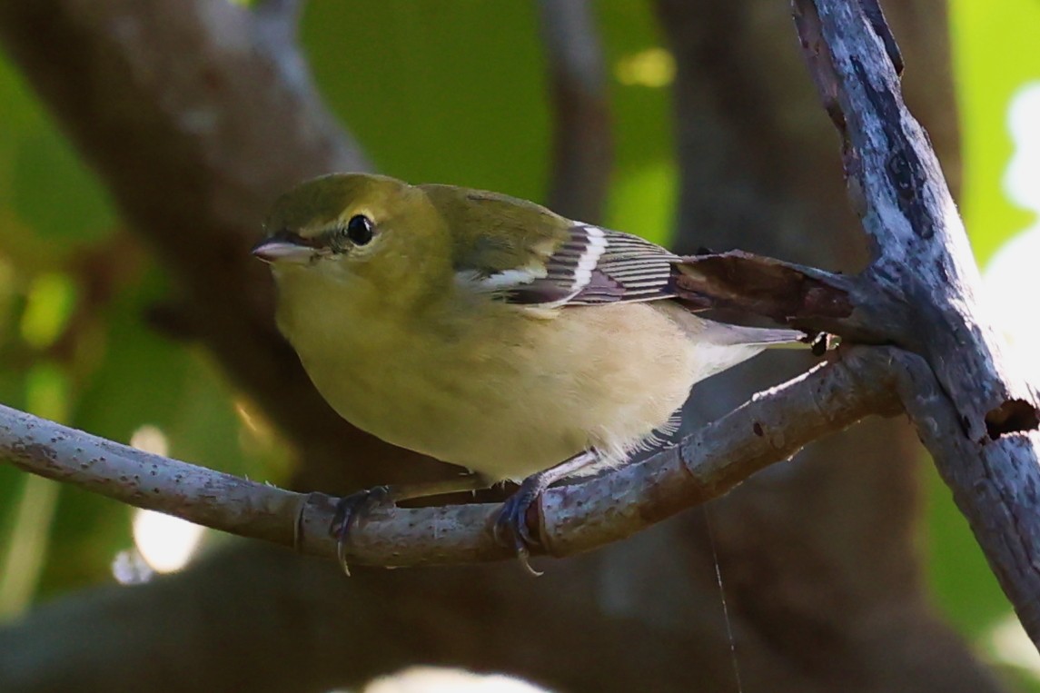 Bay-breasted Warbler - ML626382404