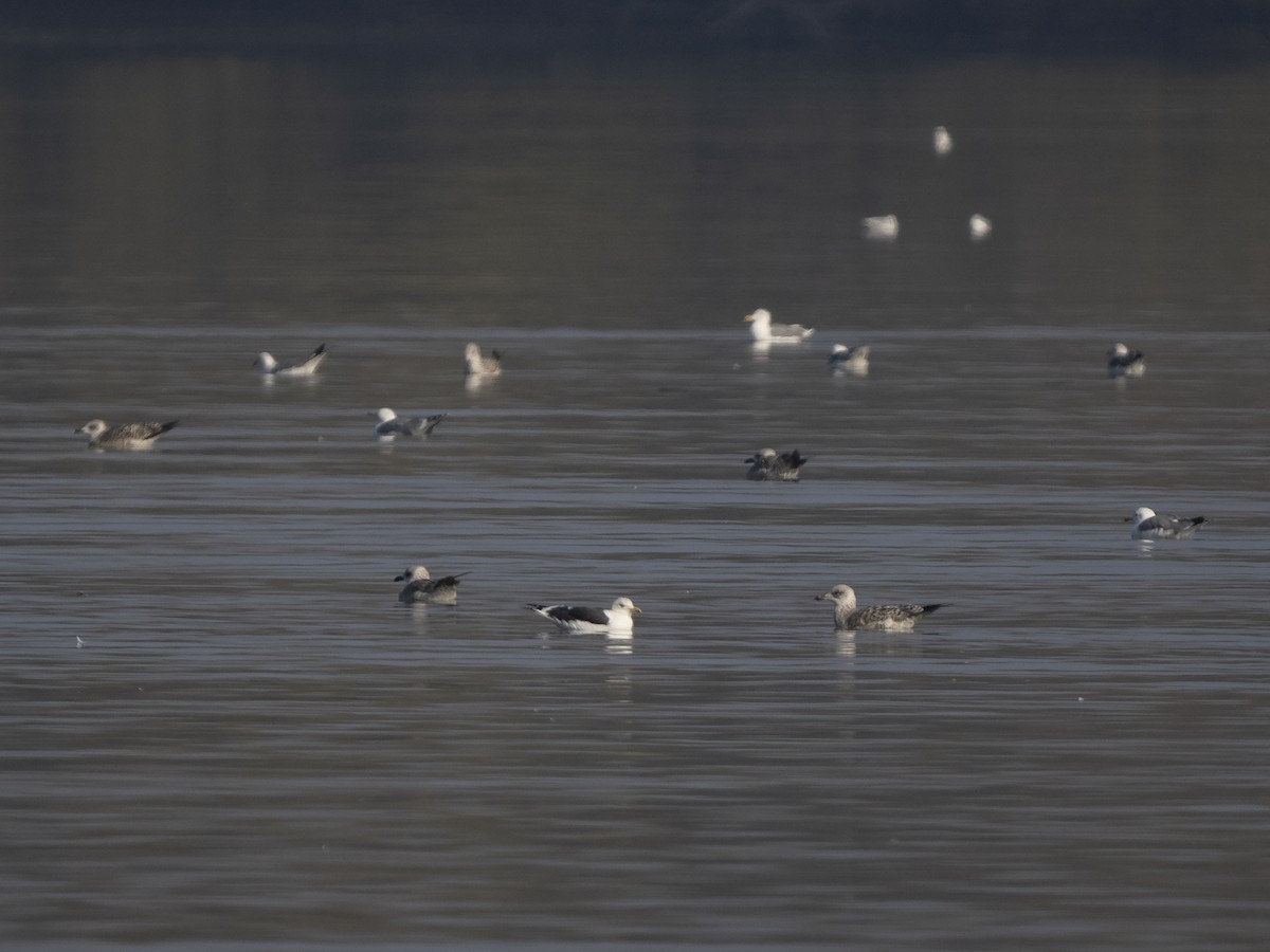 Lesser Black-backed Gull (intermedius) - ML626382441