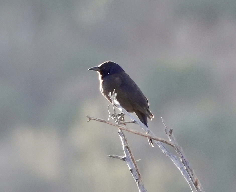 Common Grackle - ML626382482