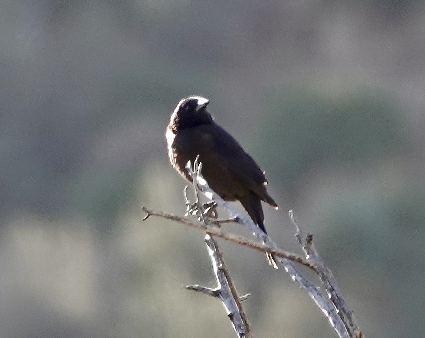 Common Grackle - ML626382483