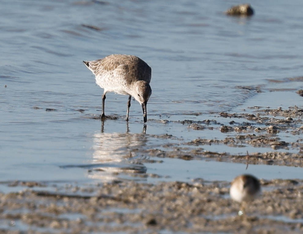 Red Knot - ML626382637