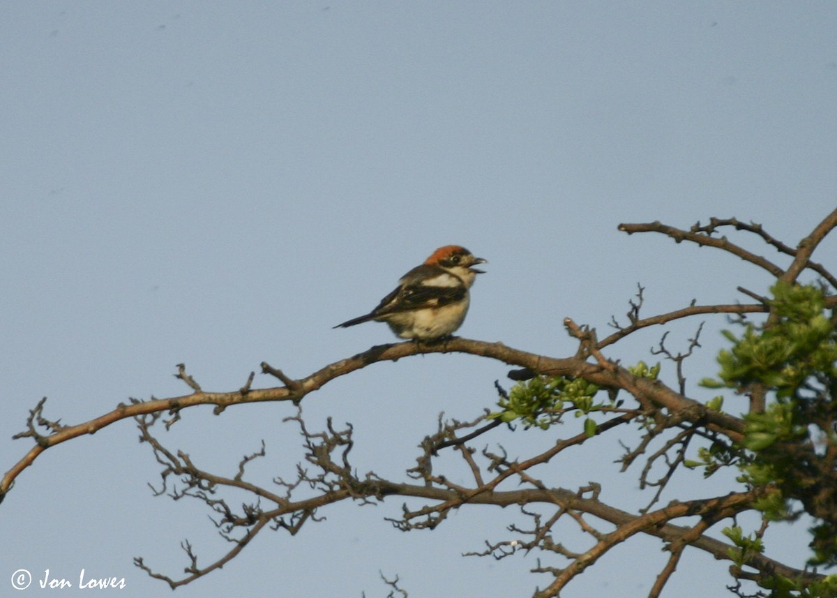 rødhodevarsler - ML626382764