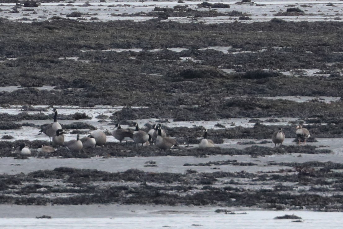 Greater White-fronted Goose - ML626382816