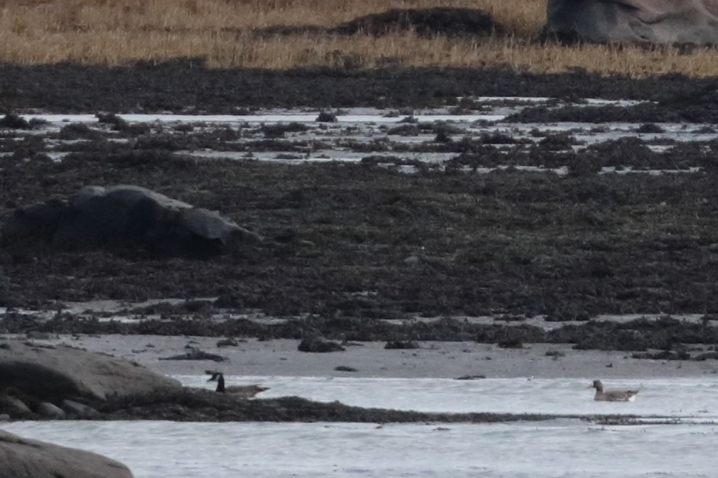 Greater White-fronted Goose - ML626382818