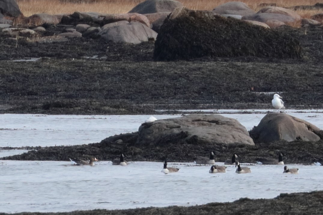 Greater White-fronted Goose - ML626382819