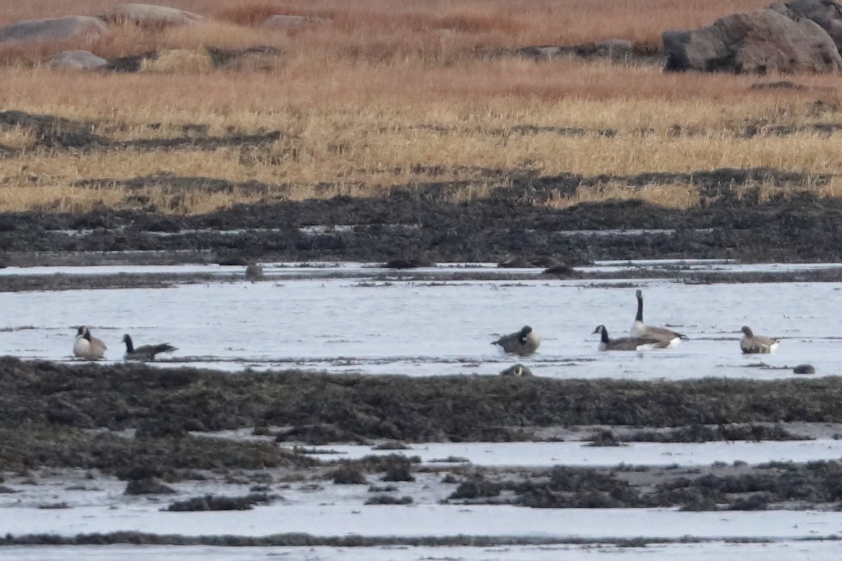 Greater White-fronted Goose - ML626382821