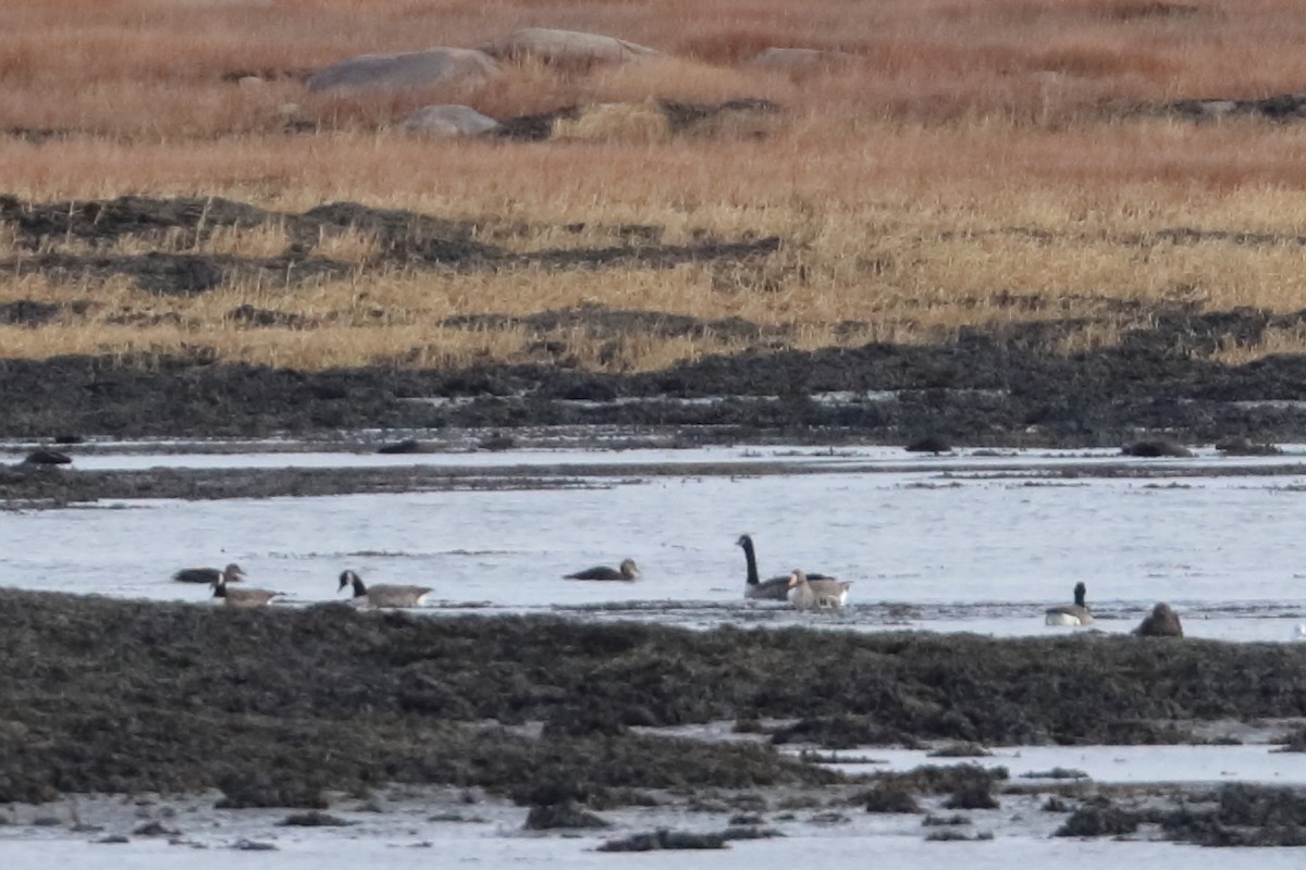 Greater White-fronted Goose - ML626382822
