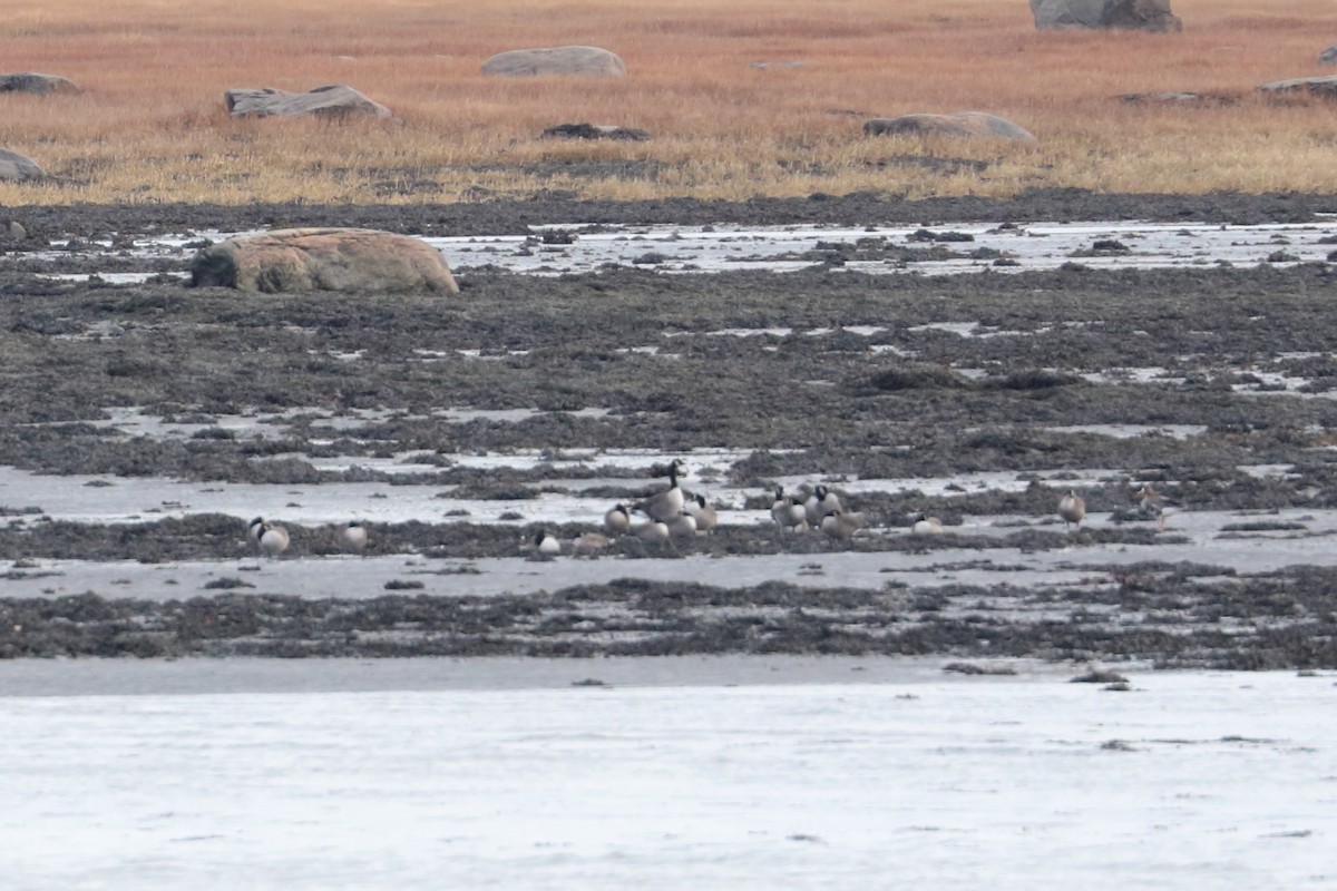 Greater White-fronted Goose - ML626382823