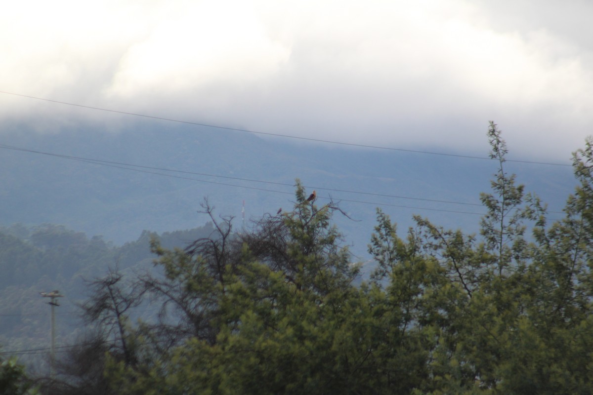 kremkarakara - ML626382923