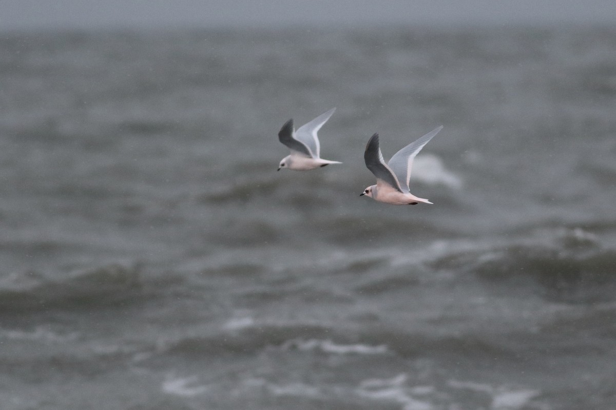 Ross's Gull - ML626383261