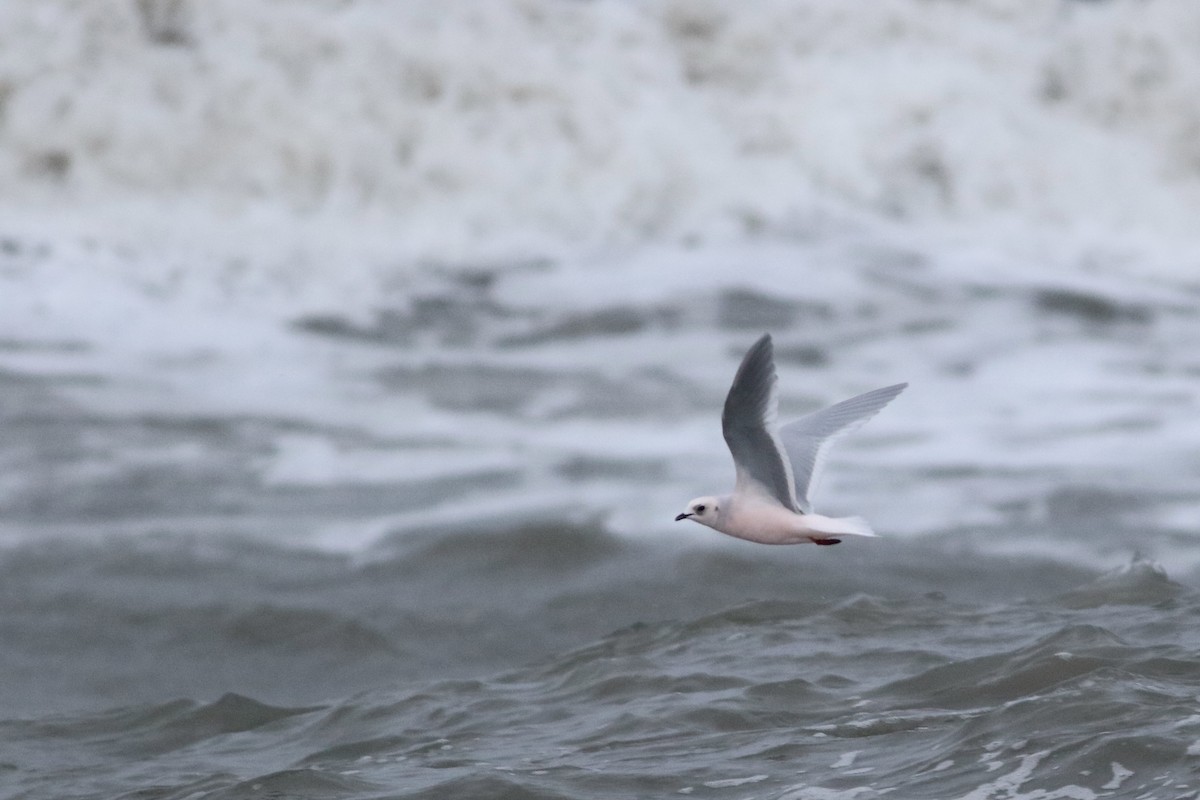 Ross's Gull - ML626383281