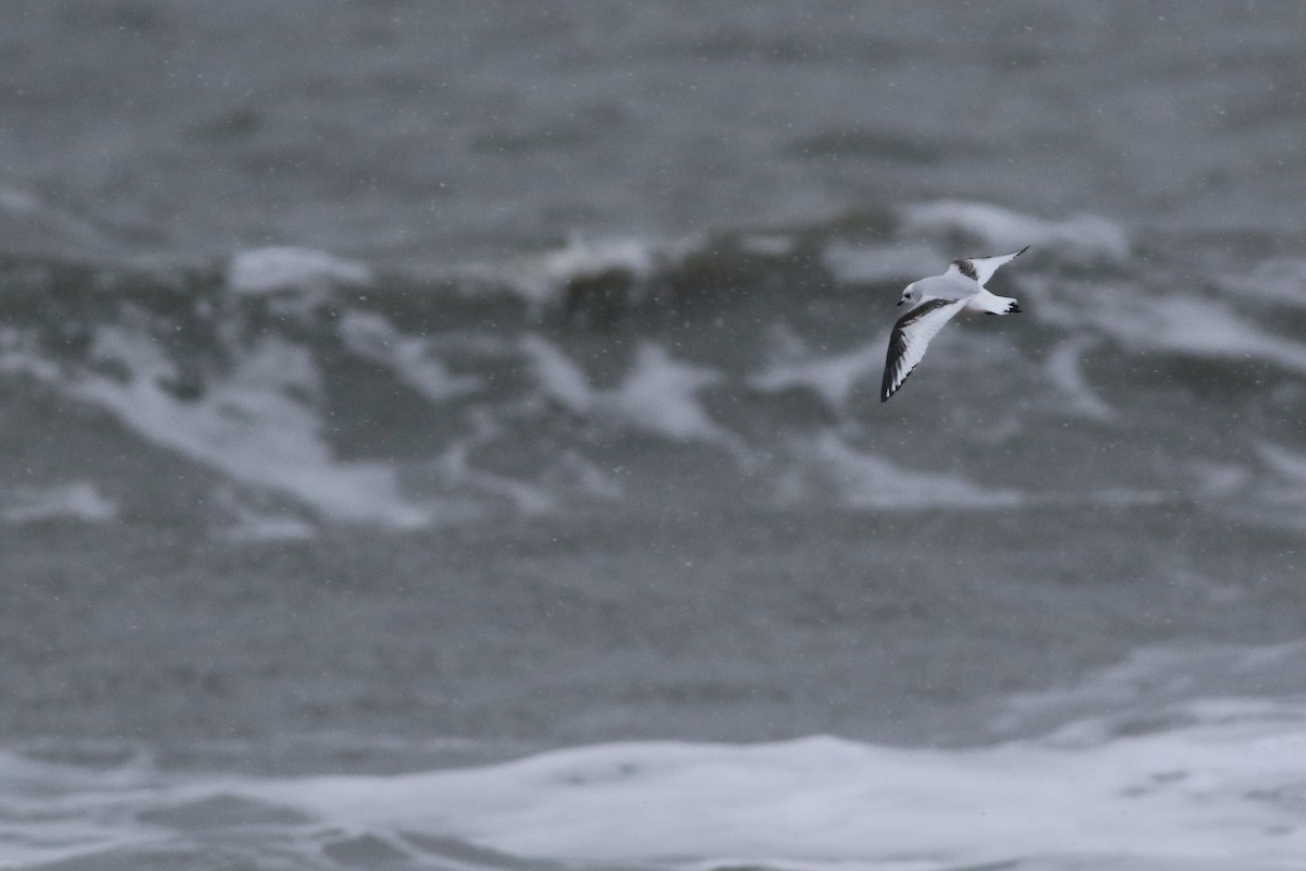 Ross's Gull - ML626383282