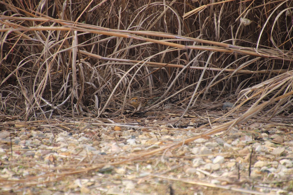 LeConte's Sparrow - ML626383577