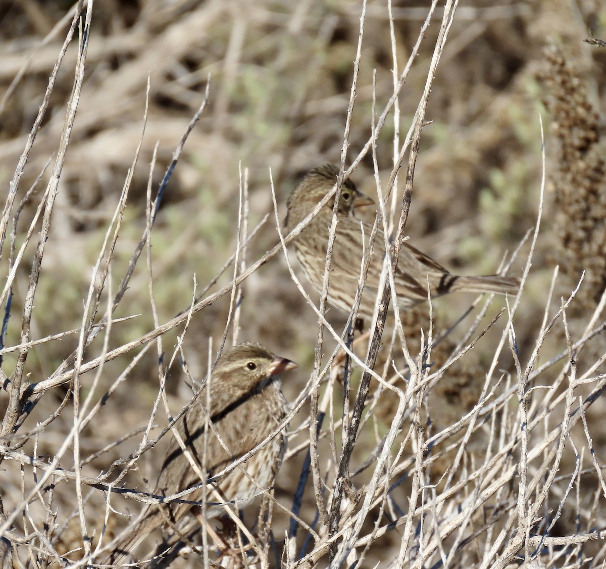 strnadec luční (ssp. rostratus/atratus) - ML626383801