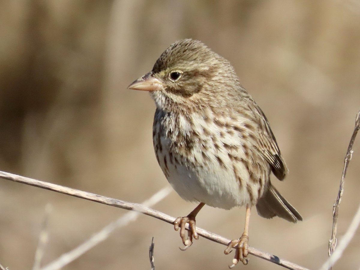 strnadec luční (ssp. rostratus/atratus) - ML626383802