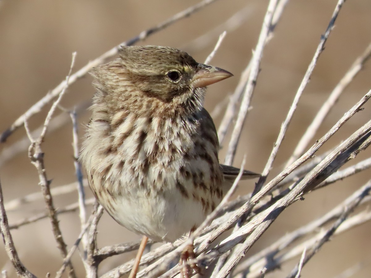 strnadec luční (ssp. rostratus/atratus) - ML626383804
