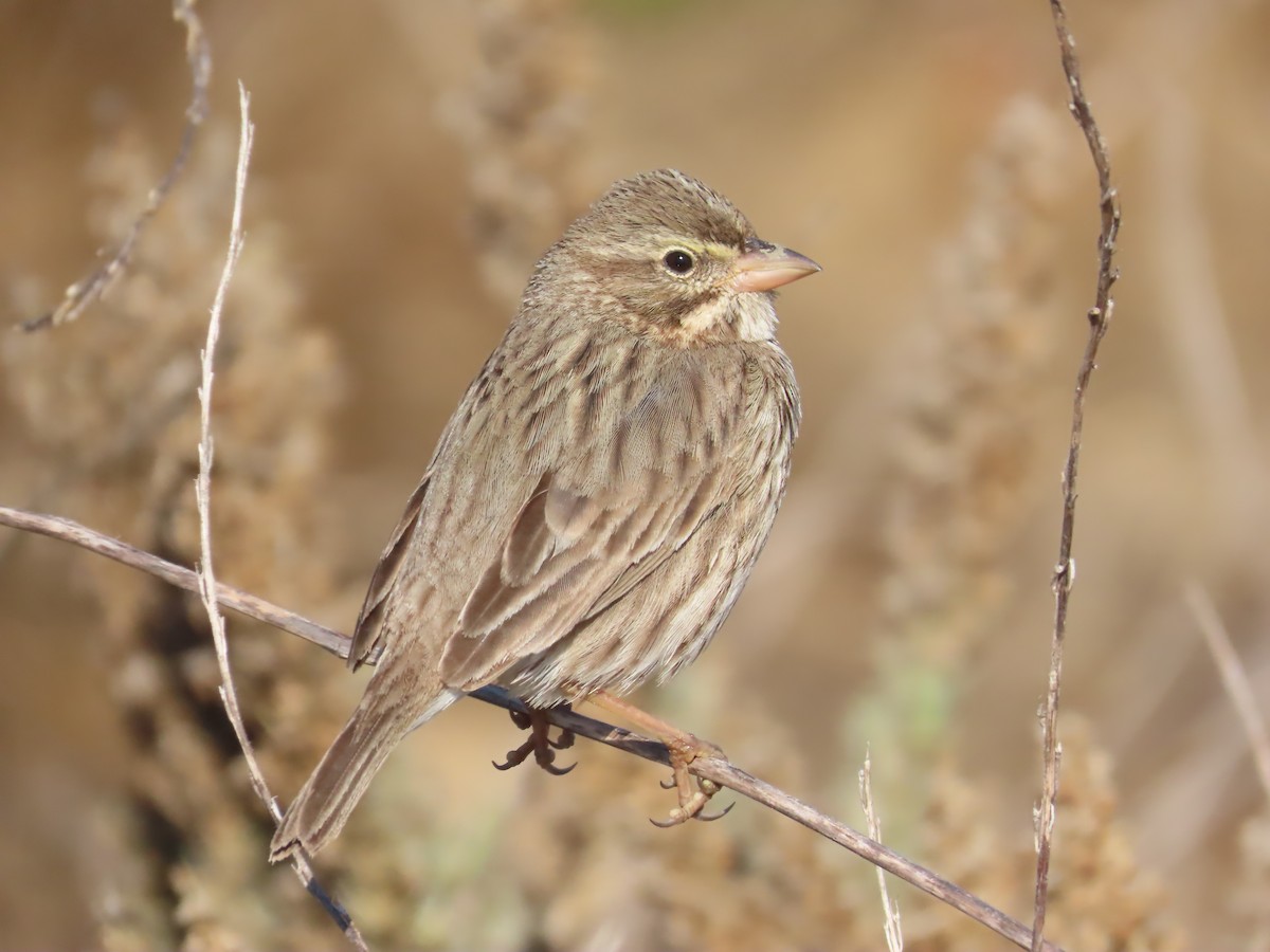 strnadec luční (ssp. rostratus/atratus) - ML626383805
