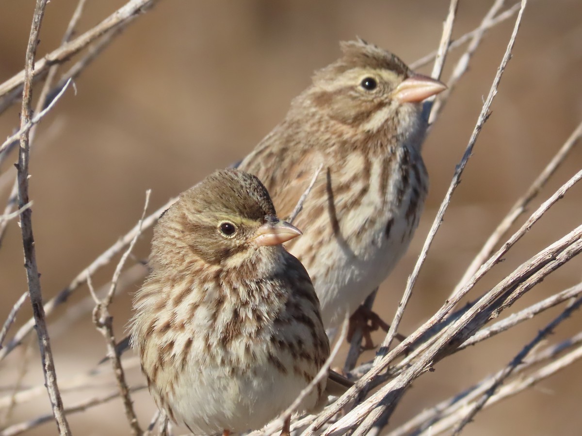 strnadec luční (ssp. rostratus/atratus) - ML626383806