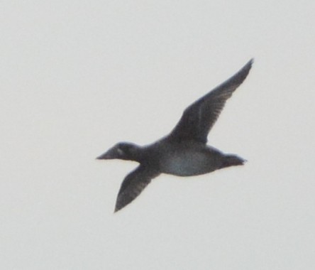 Surf Scoter - ML626384363