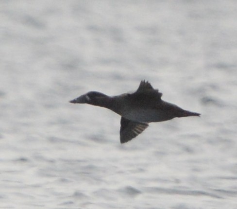 Surf Scoter - ML626384364