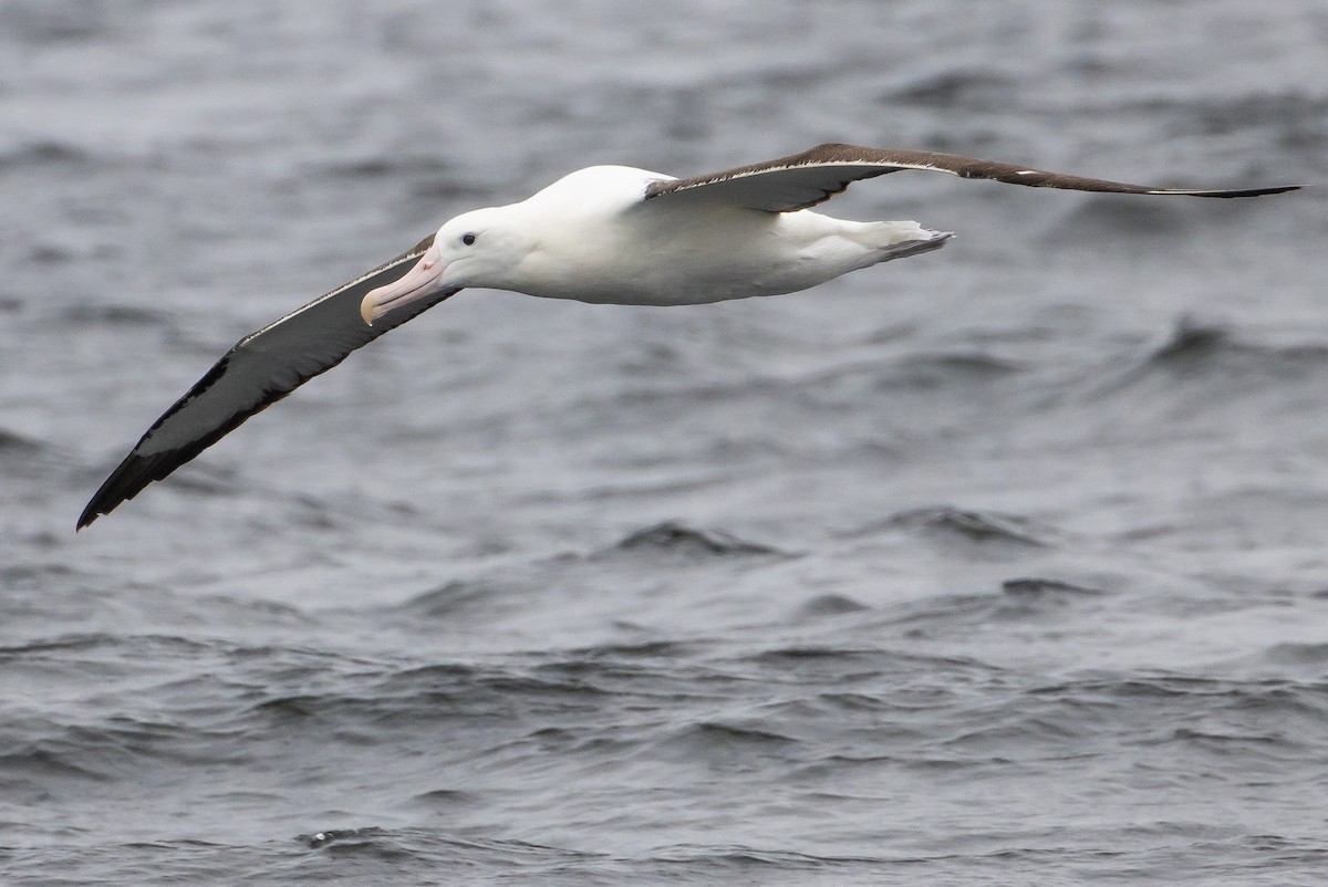 Northern Royal Albatross - ML626384389