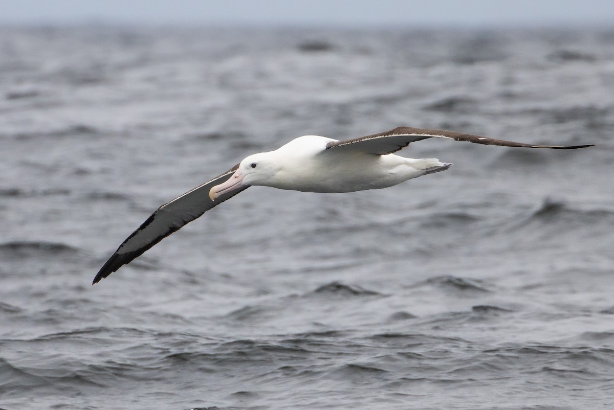 Northern Royal Albatross - ML626384390