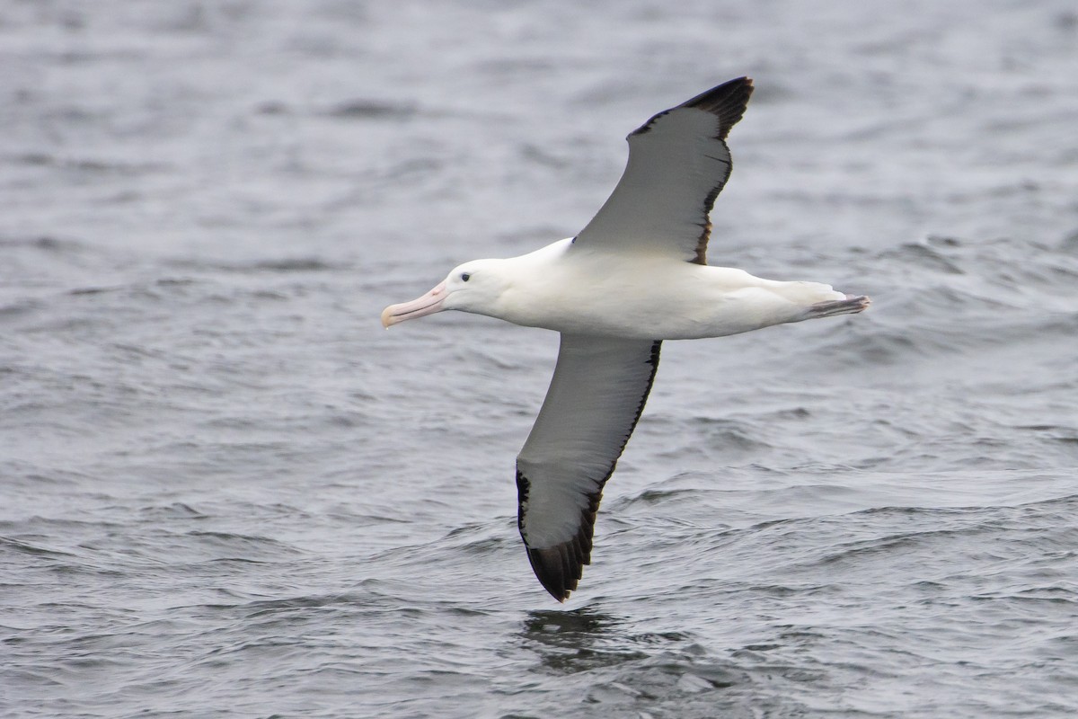 Northern Royal Albatross - ML626384391