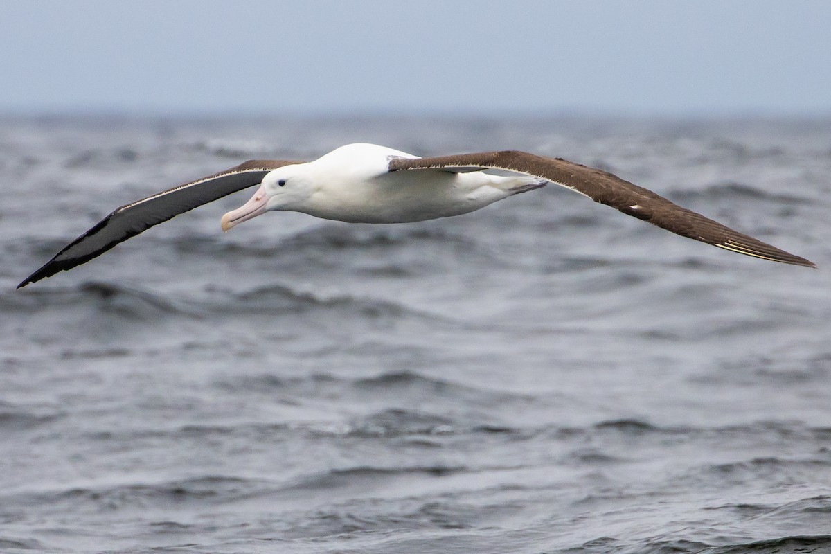 Northern Royal Albatross - ML626384392