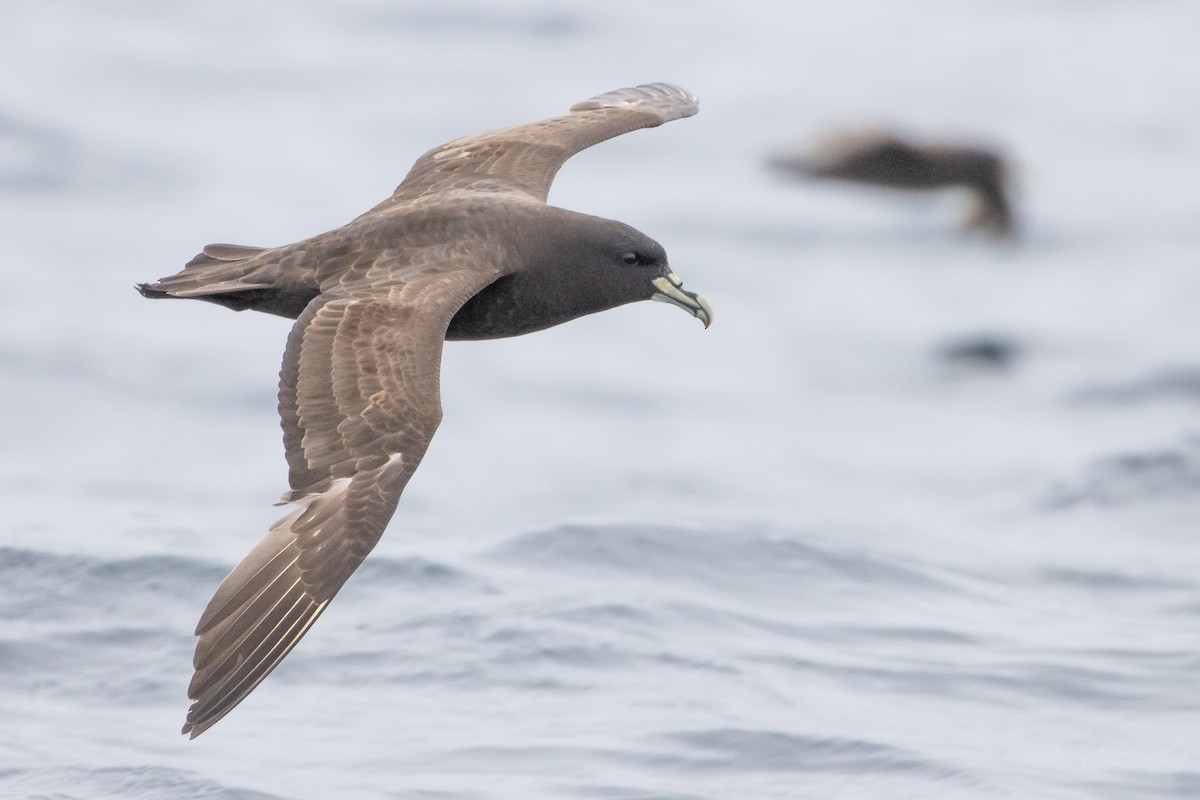 White-chinned Petrel - ML626384459