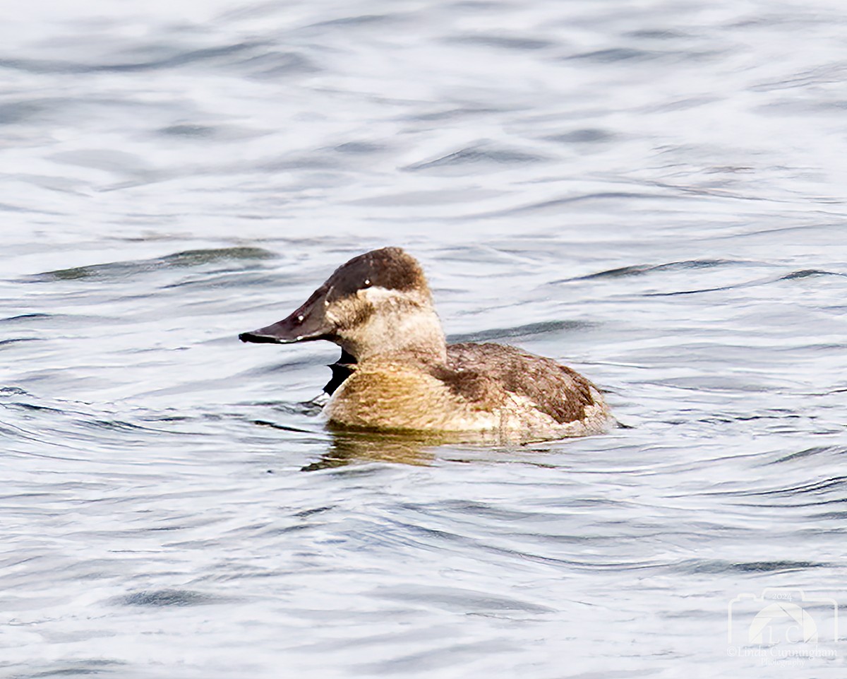 Ruddy Duck - ML626384506