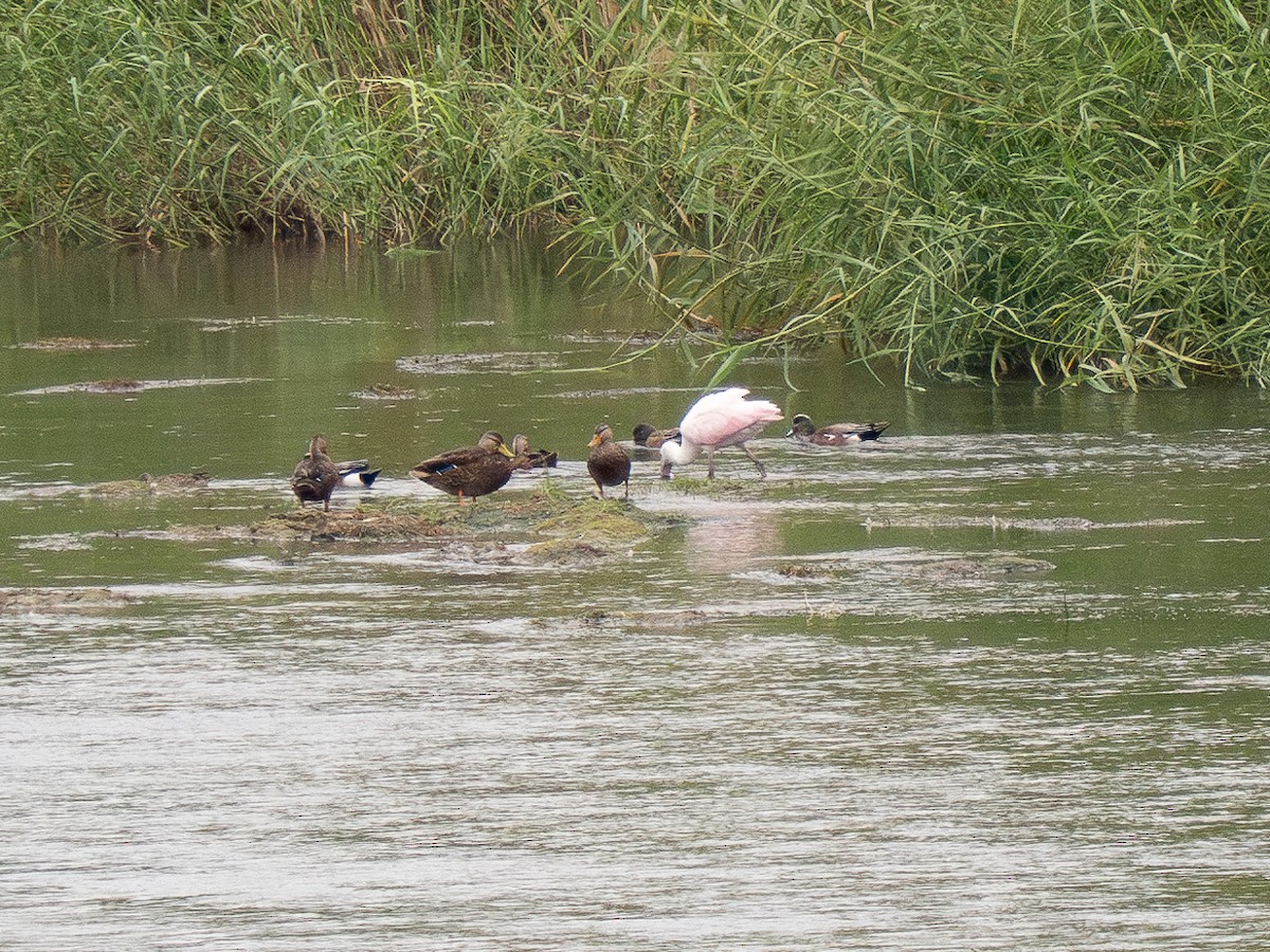 Mexican Duck - ML626384545