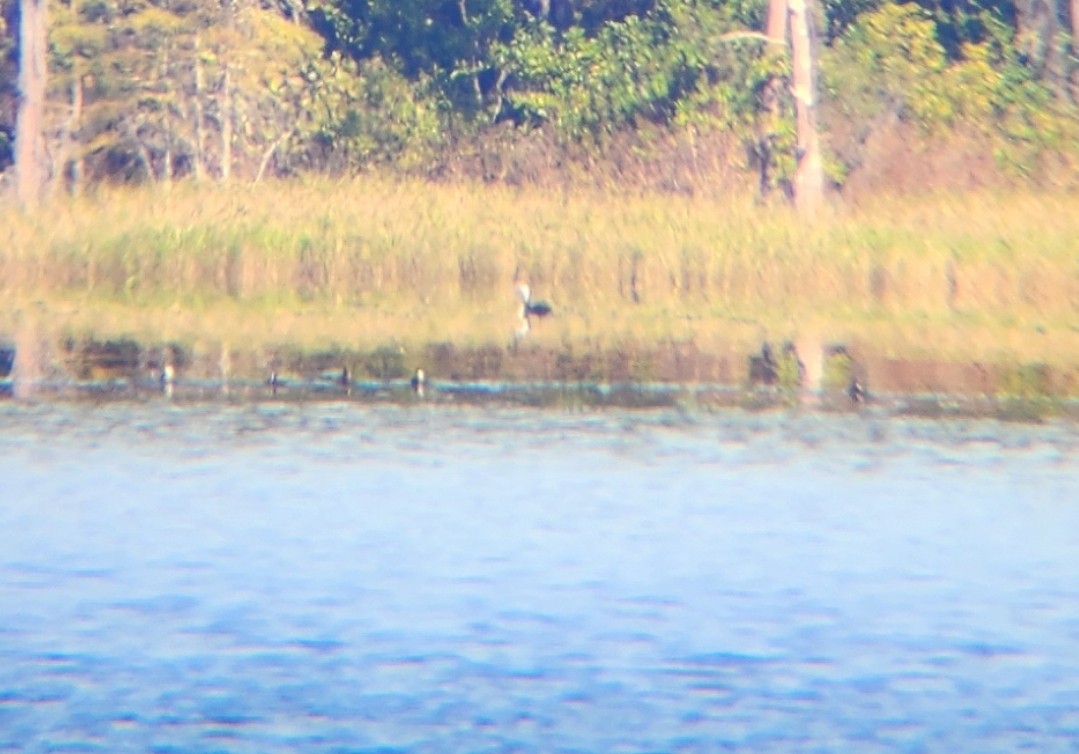 Common Loon - ML626384604