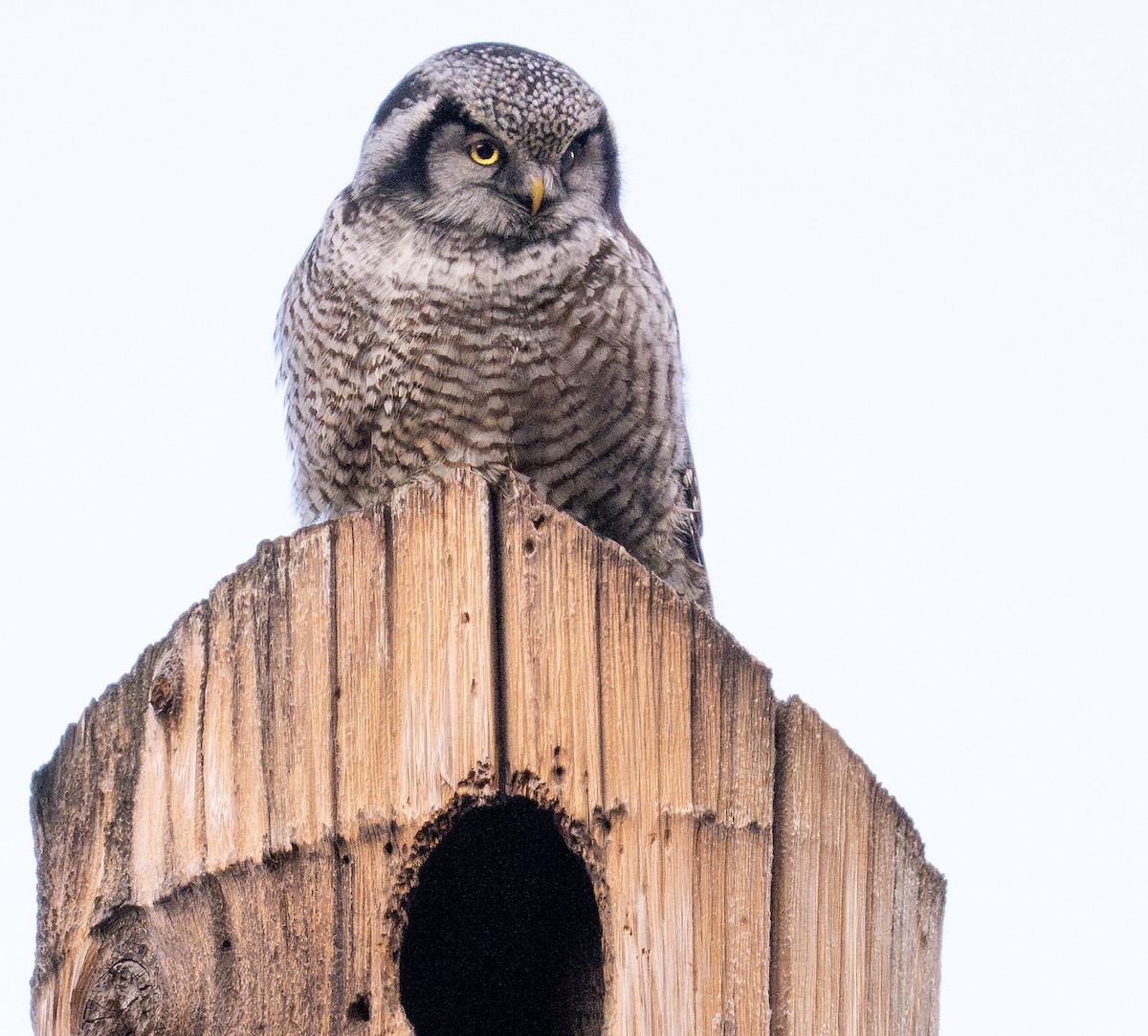 Northern Hawk Owl - ML626384632