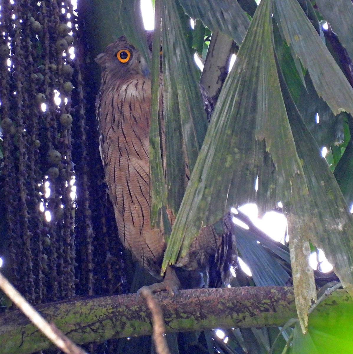 Brown Fish-Owl - ML626384634