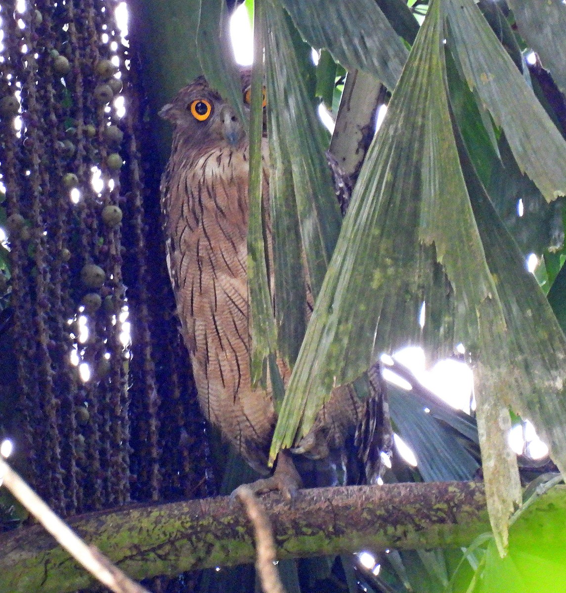 Brown Fish-Owl - ML626384635